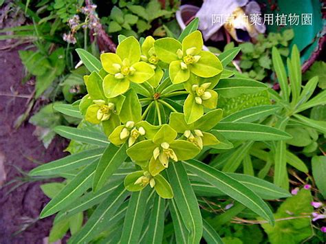 五虎下山草藥|阿草伯藥用植物園: 民間草藥(137) 五虎下山